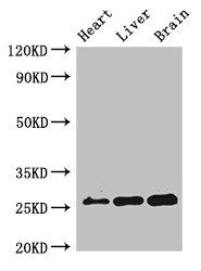 RND2 Antibody