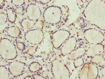 RNF11 Antibody
