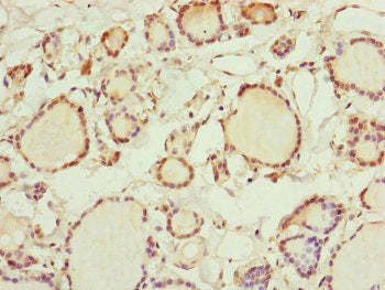 RNF11 Antibody