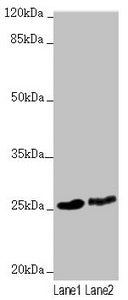 RNF114 Antibody