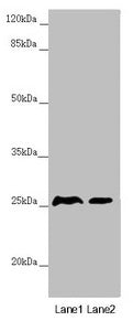 RNF114 Antibody