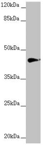 RNF13 Antibody
