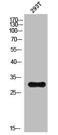 NDUFS3 Antibody