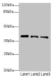 RP2 Antibody