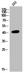 NMBR Antibody