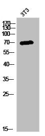 PABPC3 Antibody