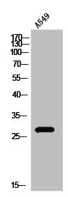 IL20 Antibody