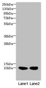 RPS27 Antibody