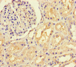 LTBP4 Antibody