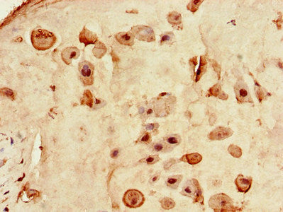 RXRG Antibody