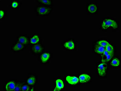 SCAMP2 Antibody