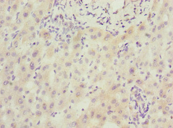 SCAND1 Antibody