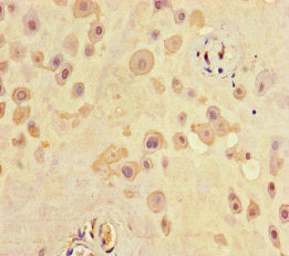 SCG2 Antibody
