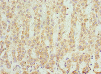 SCO2 Antibody