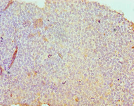 SDC1 Antibody