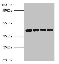 SEPHS1 Antibody