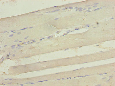 SELENOW Antibody