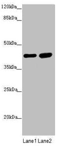 SERPINB6 Antibody