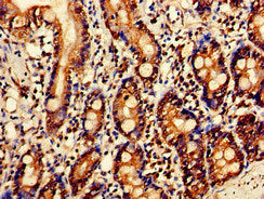 SERPINC1 Antibody