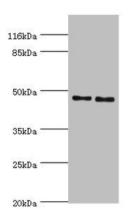 SERPINH1 Antibody
