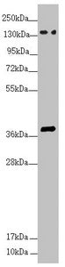 SFI1 Antibody