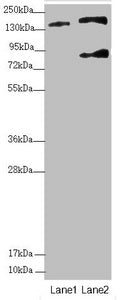 SFI1 Antibody