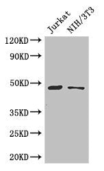 SGK1 Antibody