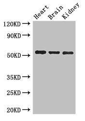 SH3BP5 Antibody
