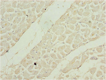SHOX2 Antibody