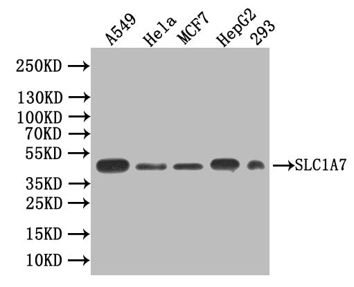 SLC1A7 Antibody