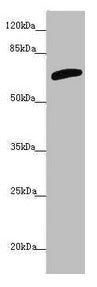 SLC6A12 Antibody