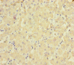 SLC6A12 Antibody