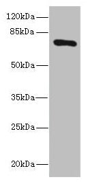 SLCO2B1 Antibody