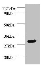 YWHAH Antibody