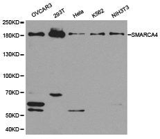 SMARCA4 Antibody