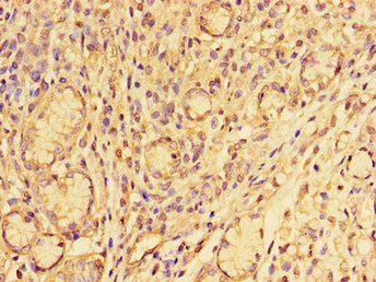 SNAI2 Antibody
