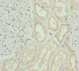 SNAP29 Antibody