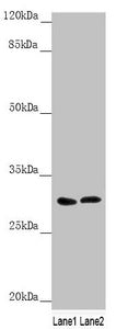 SNAP29 Antibody