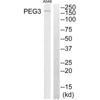 PEG3 Antibody