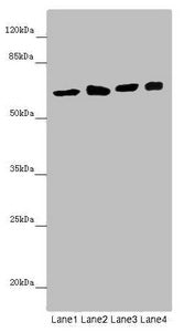 SOCS4 Antibody