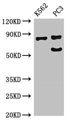 SP110 Antibody