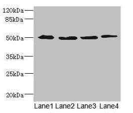 SQOR Antibody