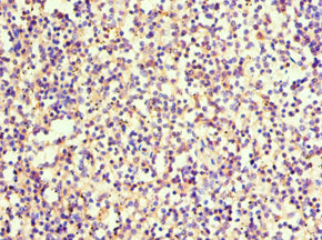 SRGN Antibody