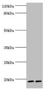 SRGN Antibody