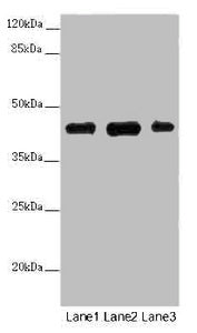 SS18L1 Antibody