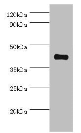 SSTR4 Antibody