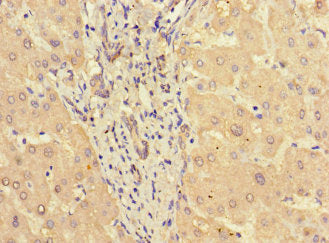 STAT3 Antibody