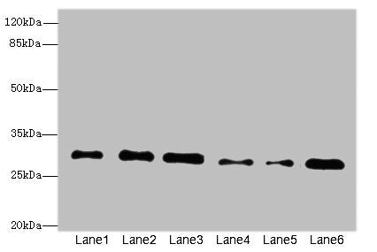 STX7 Antibody