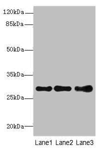 STX7 Antibody