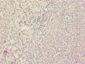 SUPT4H1 Antibody